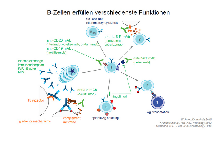 B-Zell Funktionen und deren Beeinflussung durch Immuntherapeutika - Immanuel Klinik Rüdersdorf bei Berlin - Neurologie - Forschung