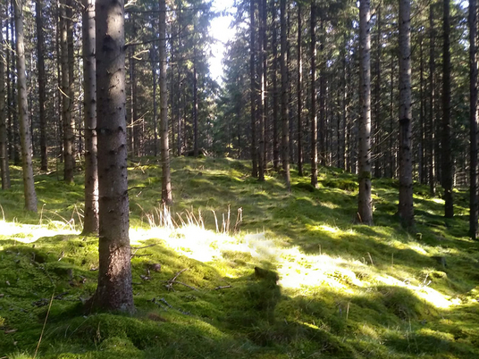 Waldbaden – Eintauchen in die Atmosphäre des Waldes | Chirurgie
